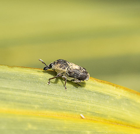Weevil  Australia,Geotagged,Summer