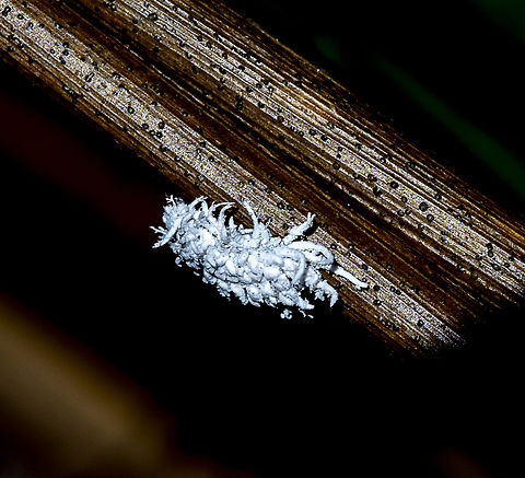 Mealybug Destroyer - Cryptolaemus montrouzieri  Australia,Cryptolaemus montouzieri,Cryptolaemus montrouzieri,Geotagged,Summer