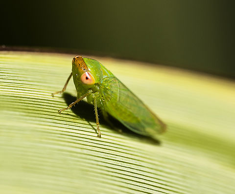 Rosopaella leurensis A leafhopper Australia,Geotagged,Rosopaella leurensis,Summer