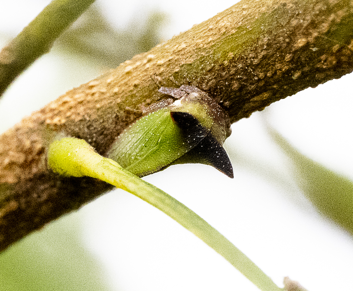 Sextius virescens - Acacia horned treehopper  Australia,Geotagged,Sextius virescens,Summer