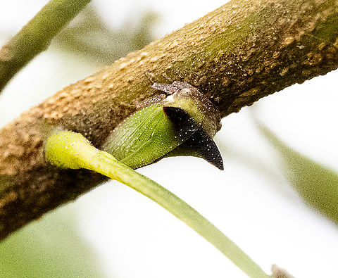 Sextius virescens - Acacia horned treehopper  Australia,Geotagged,Sextius virescens,Summer