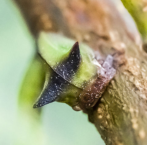 Sextius virescens - Acacia horned treehopper  Australia,Geotagged,Sextius virescens,Summer