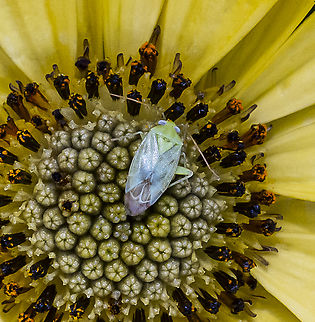 Taylorilygus apicalis Broken back bug Australia,Geotagged,Summer,Taylorilygus,Taylorilygus apicalis