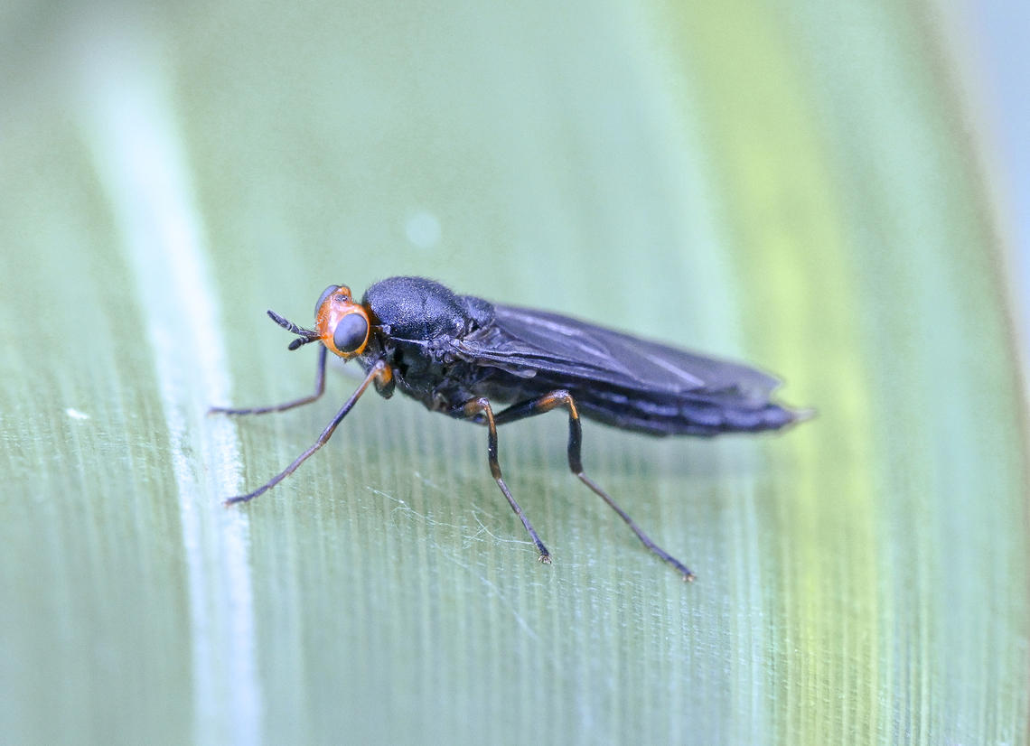 Inopus rubriceps - Red headed Fly  Australia,Geotagged,Inopus rubriceps,Sugarcane Soldier Fly,Summer