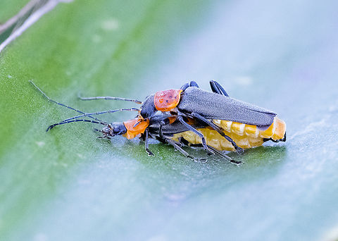 Chauliognathus tricolor - Custard's Last Stand Quite motionless and unresponsive Australia,Chauliognathus tricolor,Geotagged,Plague soldier beetle,Summer,Tricolor Soldier Beetle