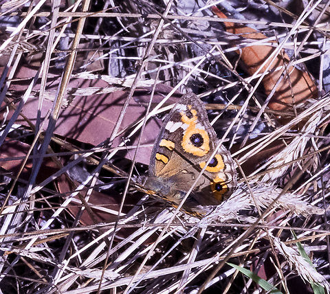 Junonia villida Meadow Argus Australia,Geotagged,Junonia villida,Meadow Argus,Summer