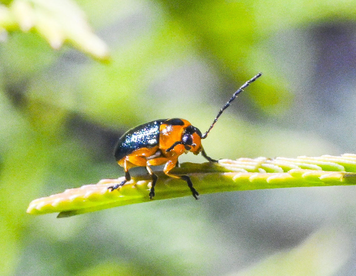 Aporocera consors - A leaf beetle  Aporocera consors,Australia,Geotagged,Summer
