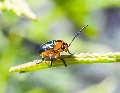 Aporocera consors - A leaf beetle  Aporocera consors,Australia,Geotagged,Summer