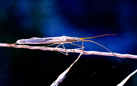 Leptocorisa acuta - Paddy Bug  Australia,Geotagged,Leptocorisa acuta,Paddy Bug,Summer