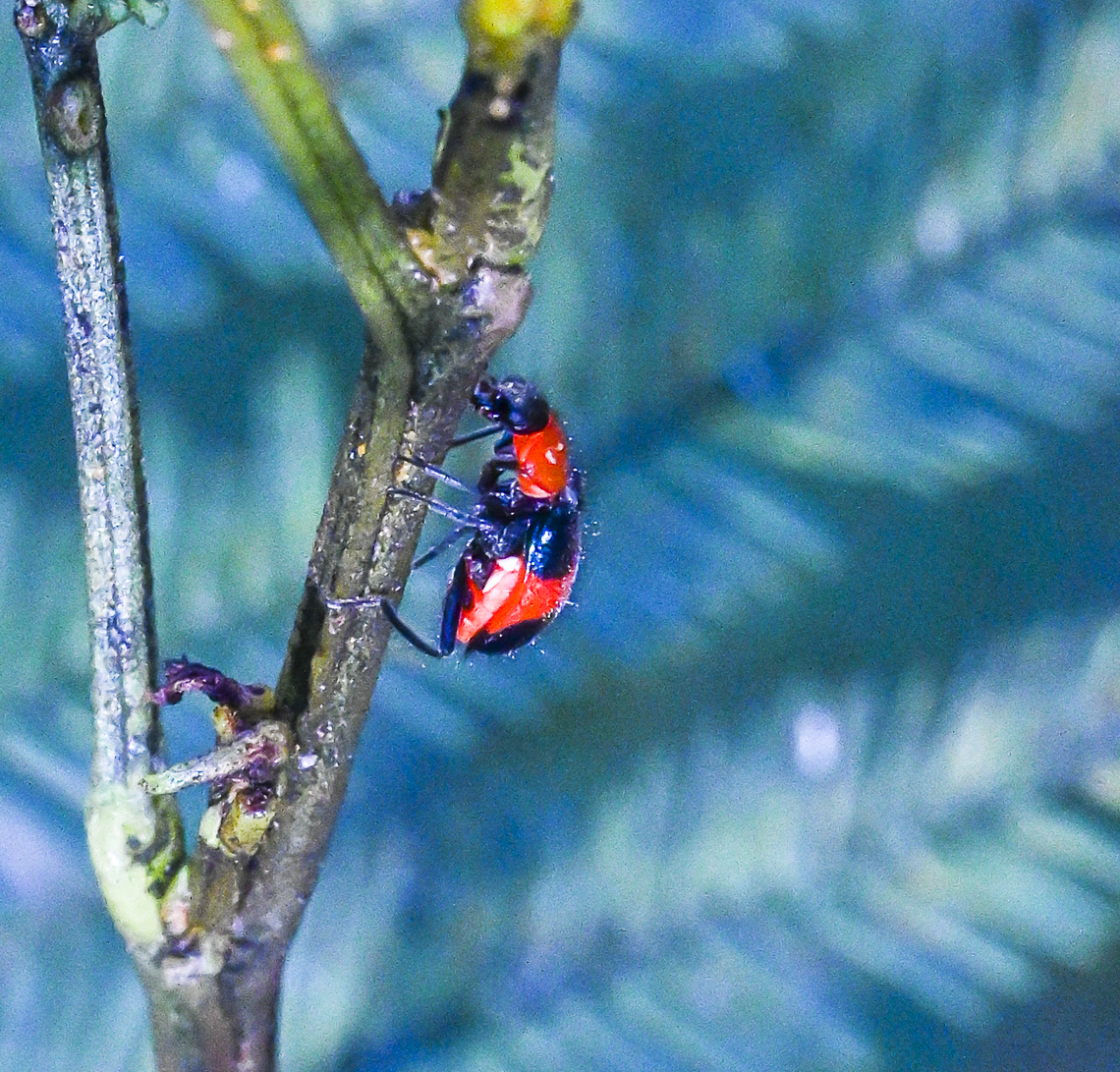 Dicranolaius bellulus Red and Blue Pollen Beetle Australia,Dicranolaius bellulus,Geotagged,Red and Blue Beetle,Summer