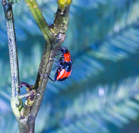 Dicranolaius bellulus Red and Blue Pollen Beetle Australia,Dicranolaius bellulus,Geotagged,Red and Blue Beetle,Summer