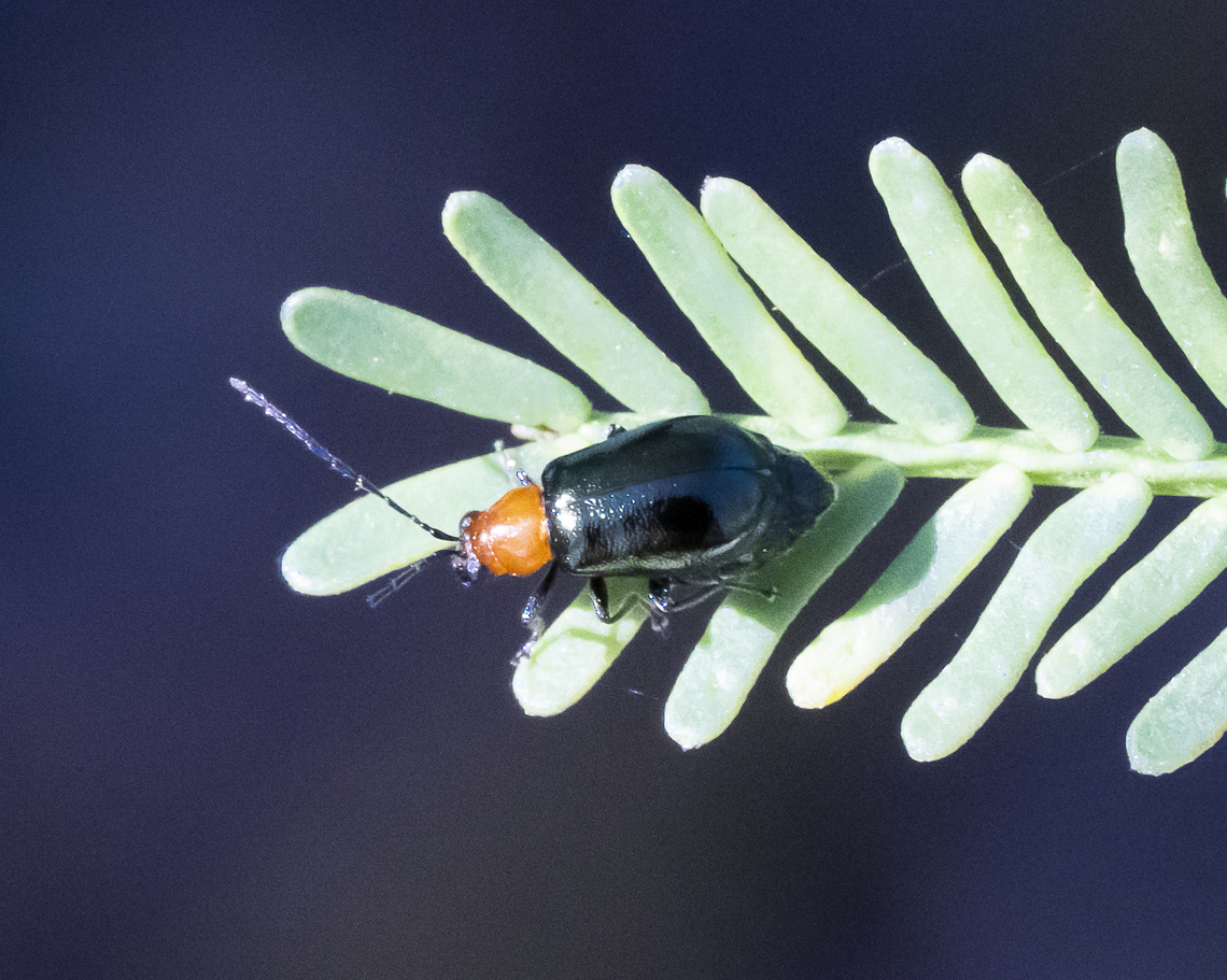 Chrysomelidae  Australia,Geotagged,Summer