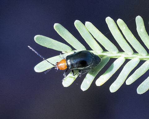 Chrysomelidae  Australia,Geotagged,Summer