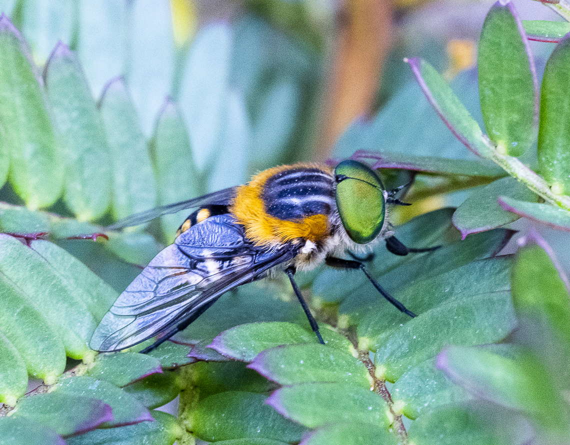 Scaptia (Scaptia) auriflua A Horse Fly Australia,Flower-feeding march fly,Geotagged,Scaptia auriflua,Summer