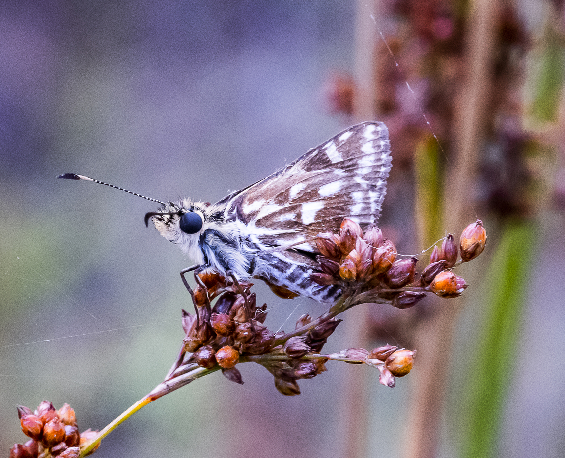 Skipper  Australia,Geotagged,Summer
