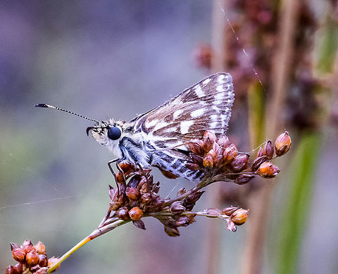 Skipper  Australia,Geotagged,Summer