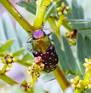 Diphucrania leucosticta White-flecked acacia jewel beetle Australia,Diphucrania leucosticta,Geotagged,Summer,White Spotted Jewel Beetle