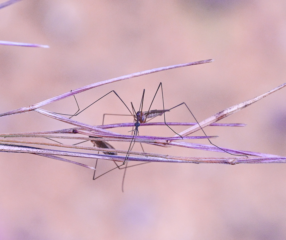 Crane Fly couple  Australia,Geotagged,Summer