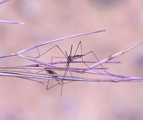 Crane Fly couple  Australia,Geotagged,Summer