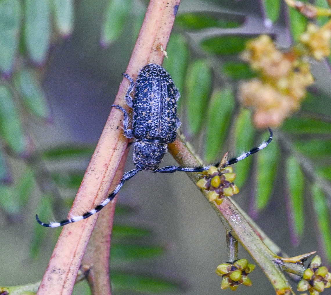 Ancita varicornis A Longhorn Beetle Ancita varicornis,Australia,Geotagged,Summer