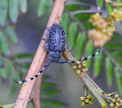 Ancita varicornis A Longhorn Beetle Ancita varicornis,Australia,Geotagged,Summer