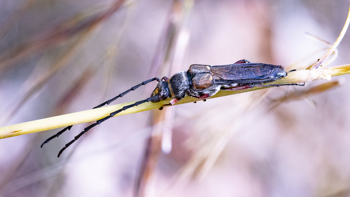 Wasp-like Longicorn Beetle - Hesthesis cingulata A longhorn beetle Australia,Geotagged,Hesthesis cingulata,Hesthesis plorator,Summer
