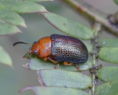 Calomela ioptera Silver Wattle Leaf beetle Australia,Calomela ioptera,Geotagged,Summer