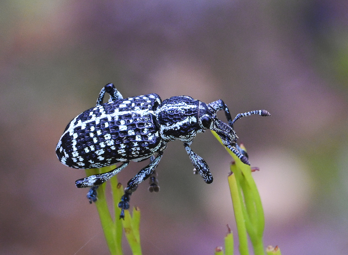 Botany Bay Weevil - Chrysolopus spectabilis A little more detail Australia,Botany Bay Diamond Weevil,Chrysolopus spectabilis,Geotagged,Summer
