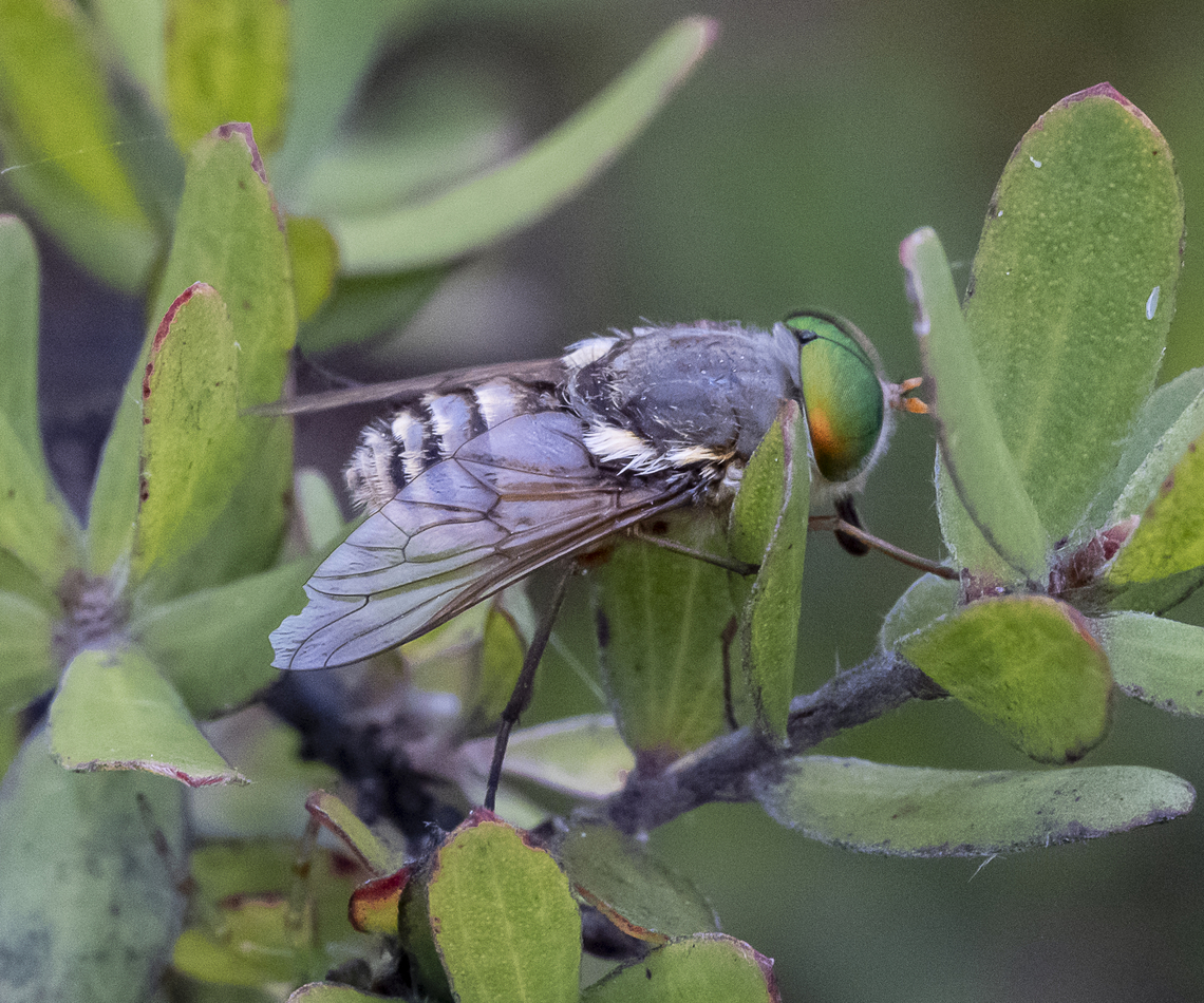 Ectenopsis sp. - March fly ?  Australia,Geotagged,Summer