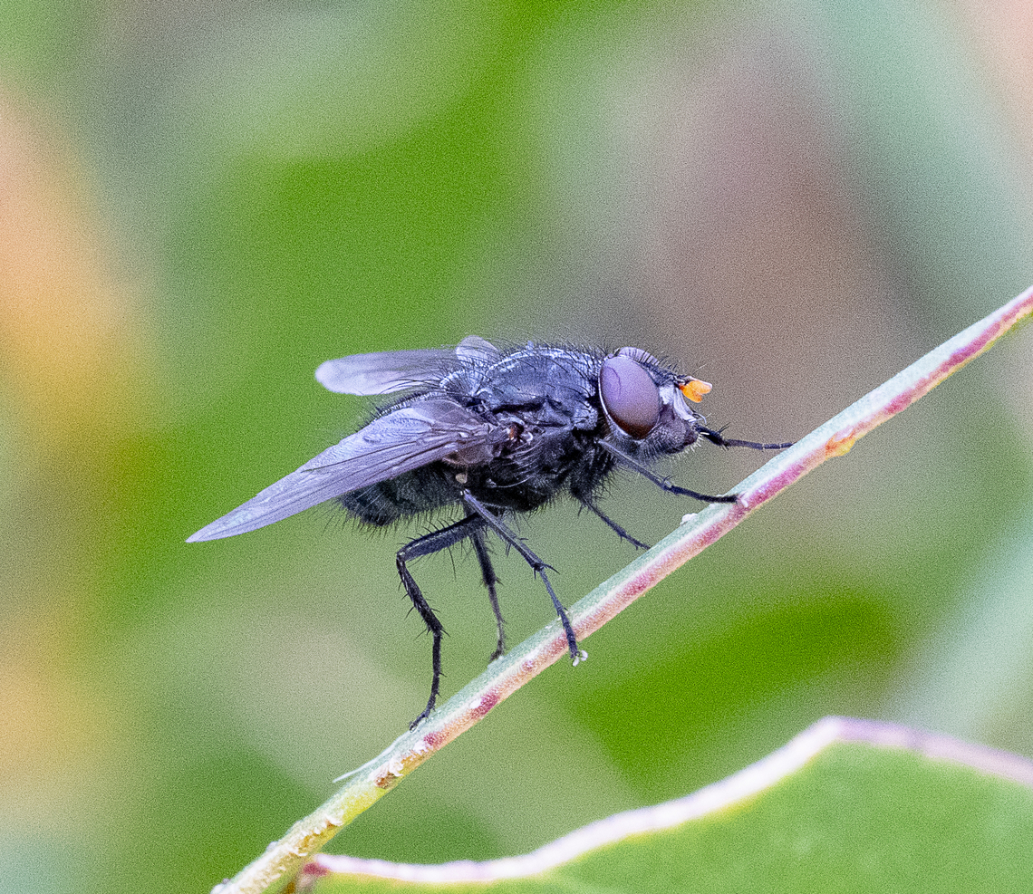 Blow Fly  Australia,Geotagged,Summer