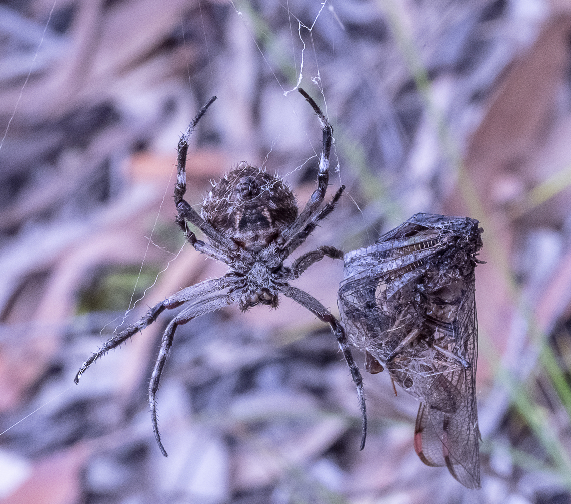 Backobourkia heroine - Heroic Orb-weaver  Australia,Backobourkia brouni,Backobourkia heroine,Geotagged,Heroic Orb-Weaver,Summer