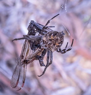 Backobourkia heroine  Australia,Backobourkia brouni,Backobourkia heroine,Geotagged,Heroic Orb-Weaver,Summer