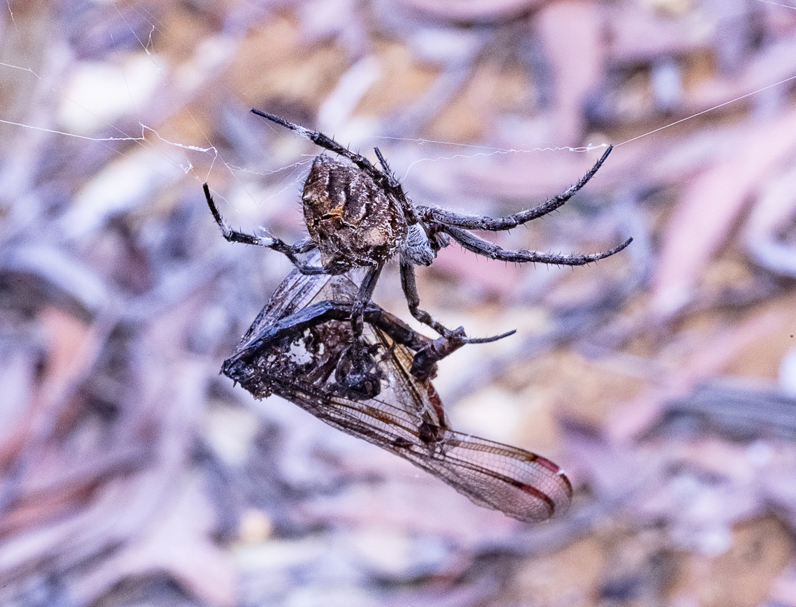 Backobourkia heroine  Australia,Backobourkia heroine,Geotagged,Heroic Orb-Weaver,Summer