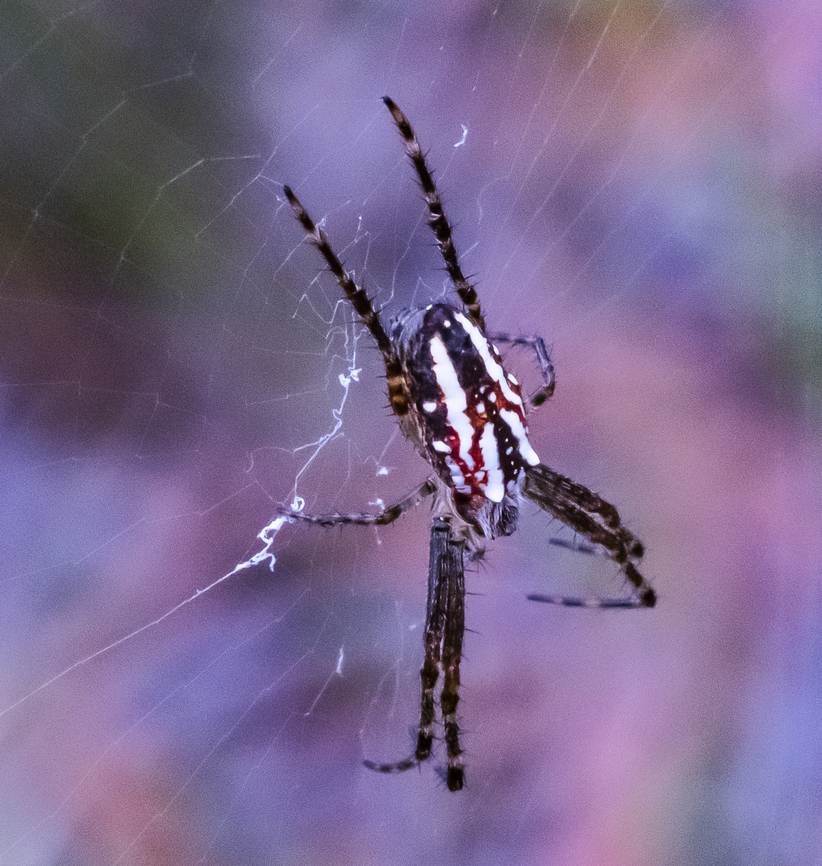 Plebs bradleyi Enamelled Spider Australia,Enamelled Spider,Geotagged,Plebs bradleyi,Summer