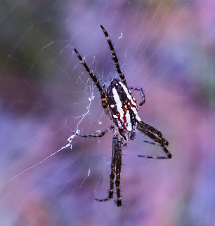 Plebs bradleyi Enamelled Spider Australia,Enamelled Spider,Geotagged,Plebs bradleyi,Summer