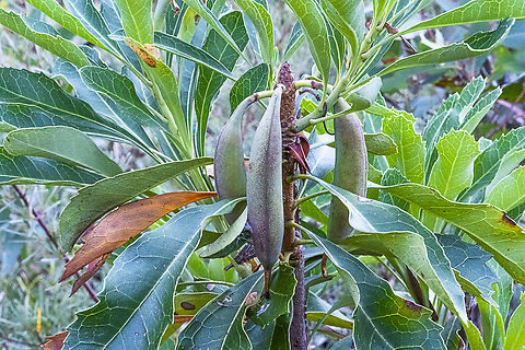 Waratah Fruit - Telopea speciosissima  Australia,Geotagged,Summer,Telopea speciosissima,Waratah