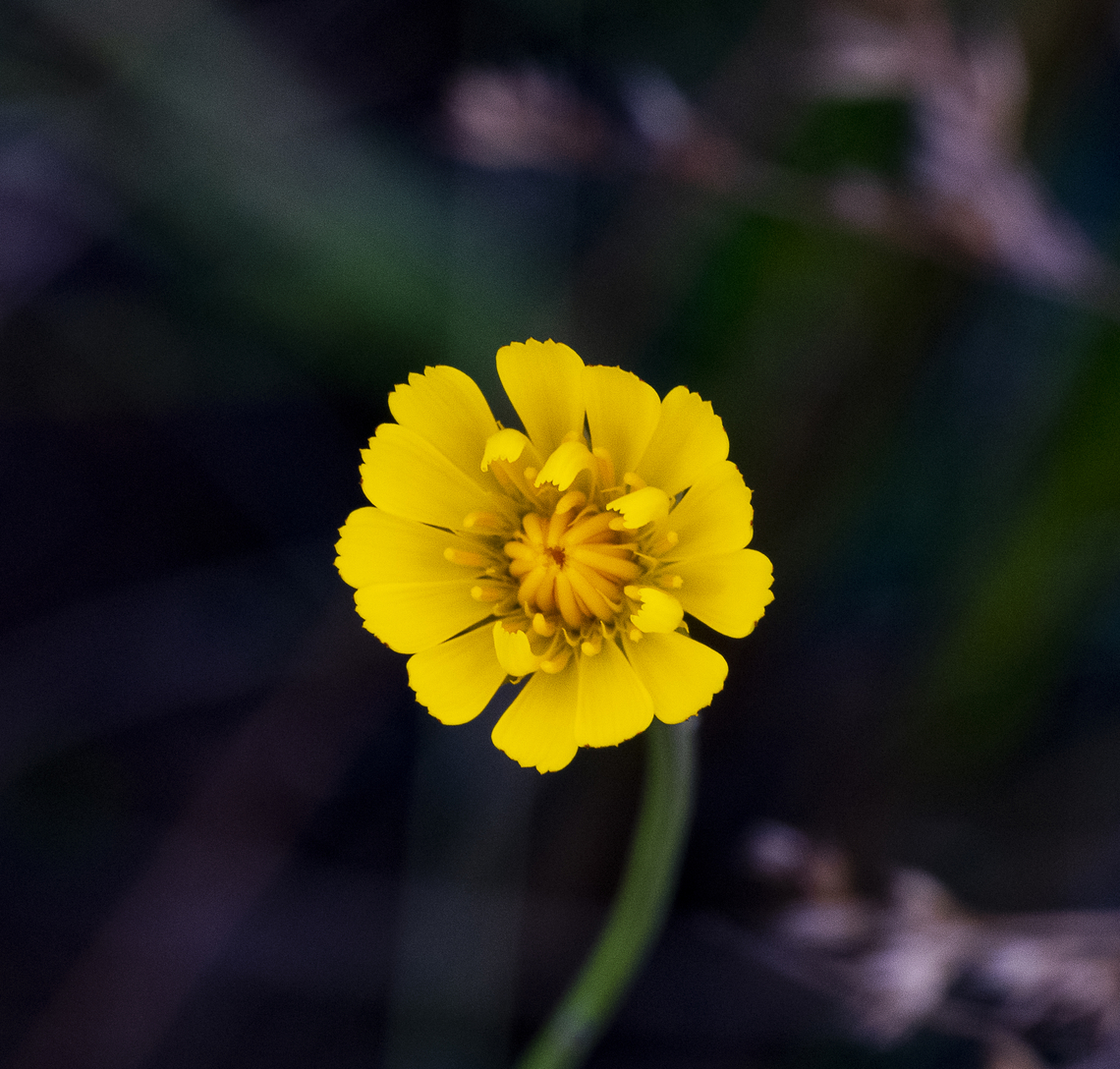 Tolpis adans Naturalised in Australia Australia,Geotagged,Summer