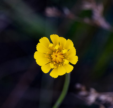 Tolpis adans Naturalised in Australia Australia,Geotagged,Summer