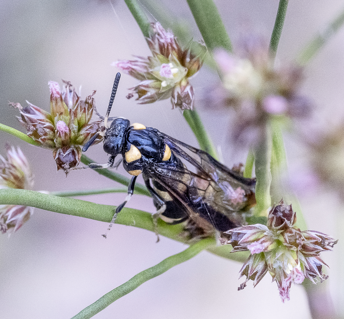 Sawfly - Pterygophorus cinctus  Australia,Bottlebrush sawfly,Geotagged,Pterygophorus cinctus,Summer