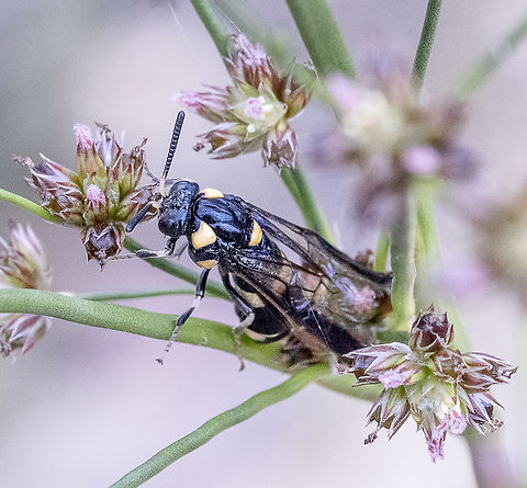 Sawfly - Pterygophorus cinctus  Australia,Bottlebrush sawfly,Geotagged,Pterygophorus cinctus,Summer