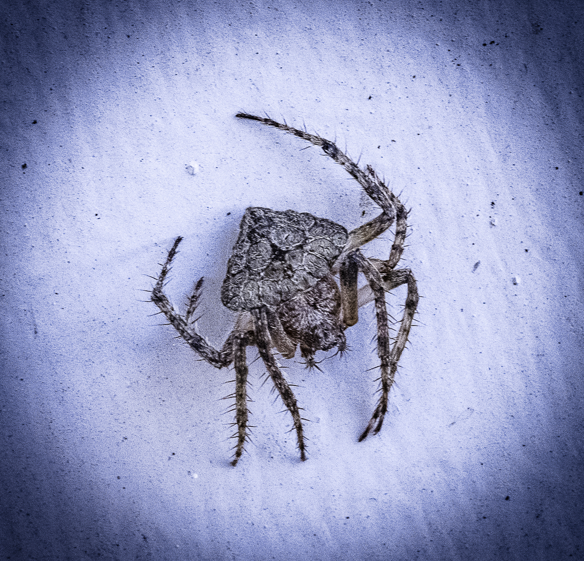 Spider - Dolophones sp.  Australia,Geotagged,Summer