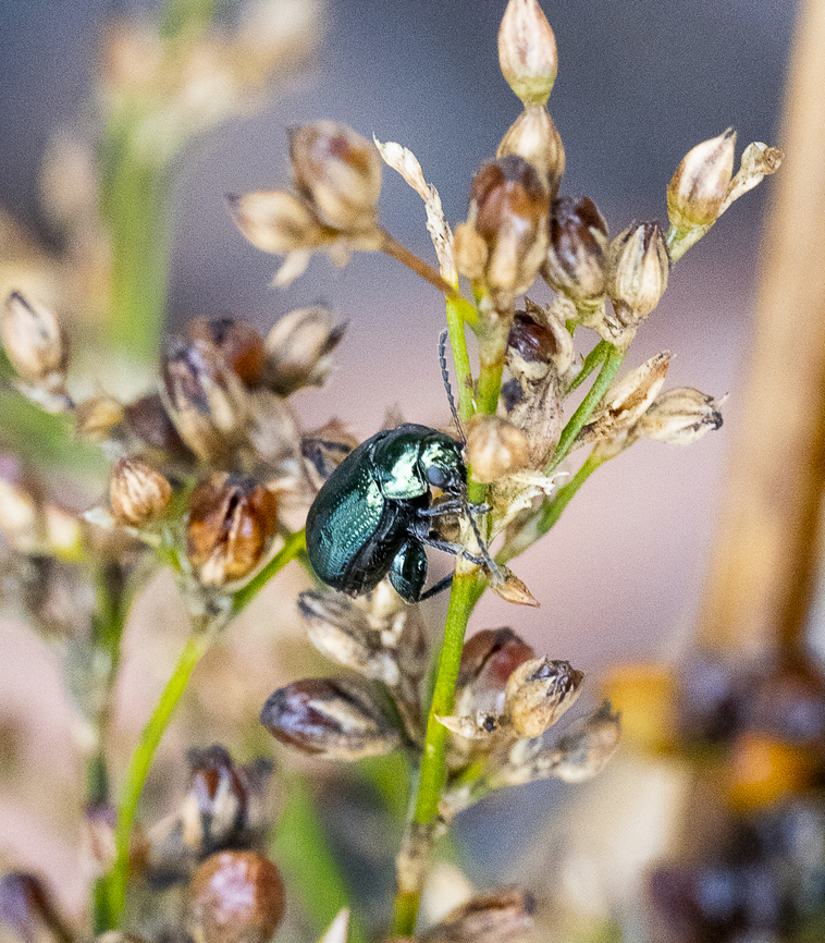 Arsipoda chrysis - Flea beetle  Arsipoda chrysis,Australia,Geotagged,Summer