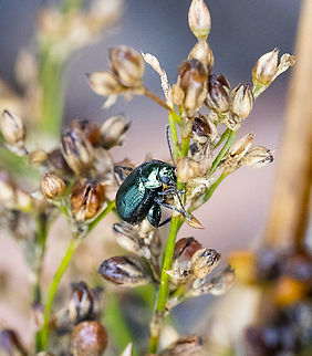 Arsipoda chrysis - Flea beetle  Arsipoda chrysis,Australia,Geotagged,Summer