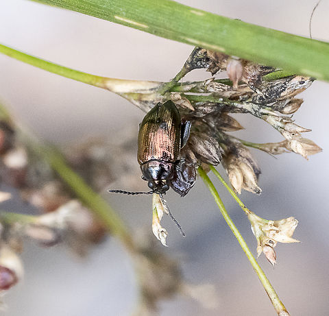 Flea Beetle -  Arsipoda sp. ?  Australia,Geotagged,Summer