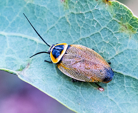 Austral Ellipsidion Cockroach - Ellipsidion australe  Austral Ellipsidion Cockroach,Australia,Ellipsidion australe,Geotagged,Summer