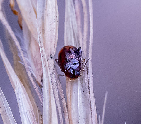 Flea beetle  Australia,Geotagged,Summer