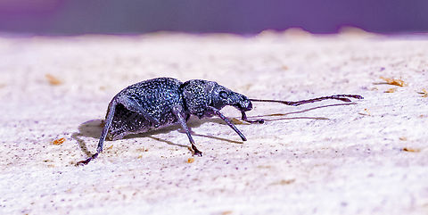 True Weevil  Australia,Geotagged,Summer