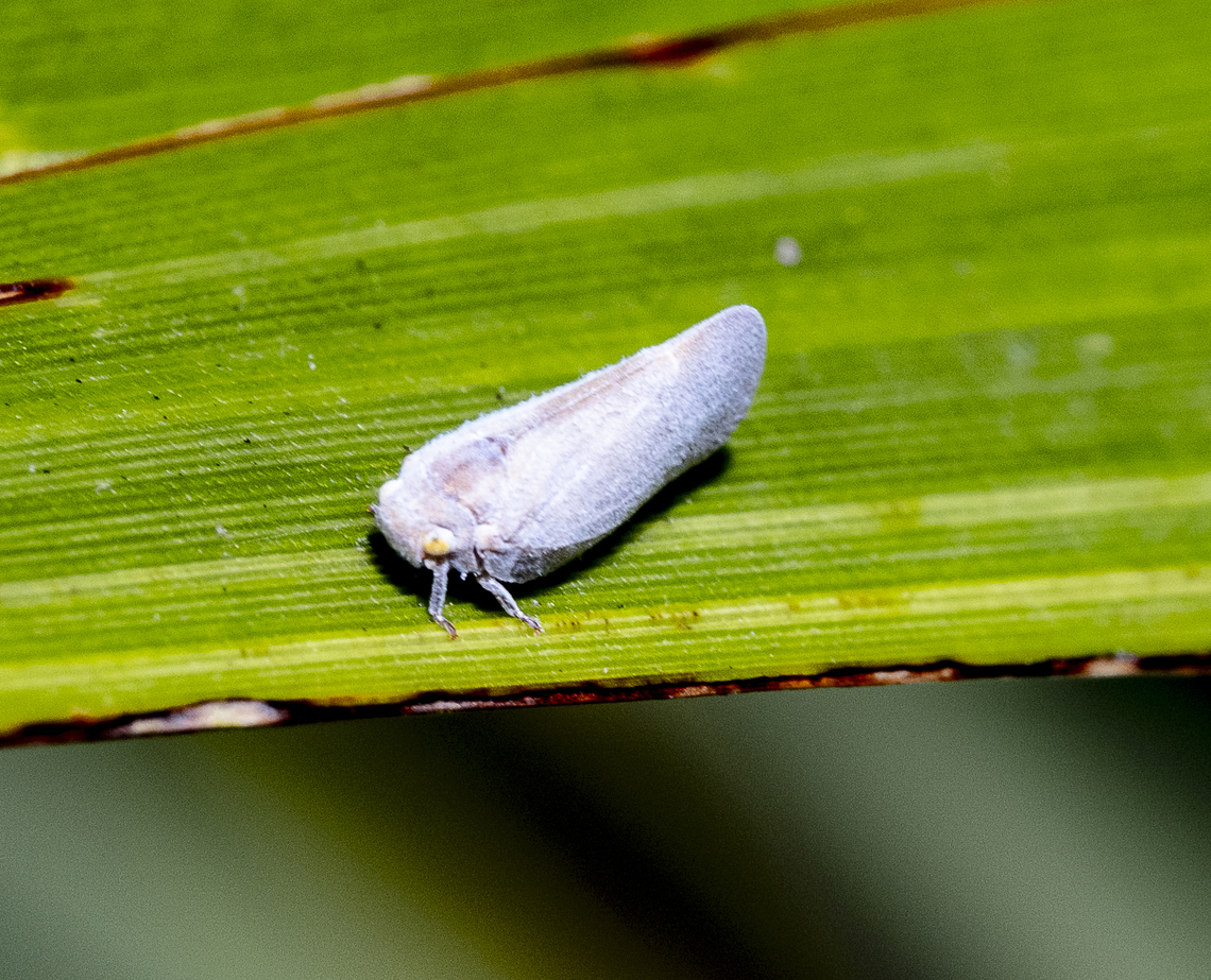 Anzora unicolor - Grey Planthopper  Anzora unicolor,Australia,Geotagged,Summer