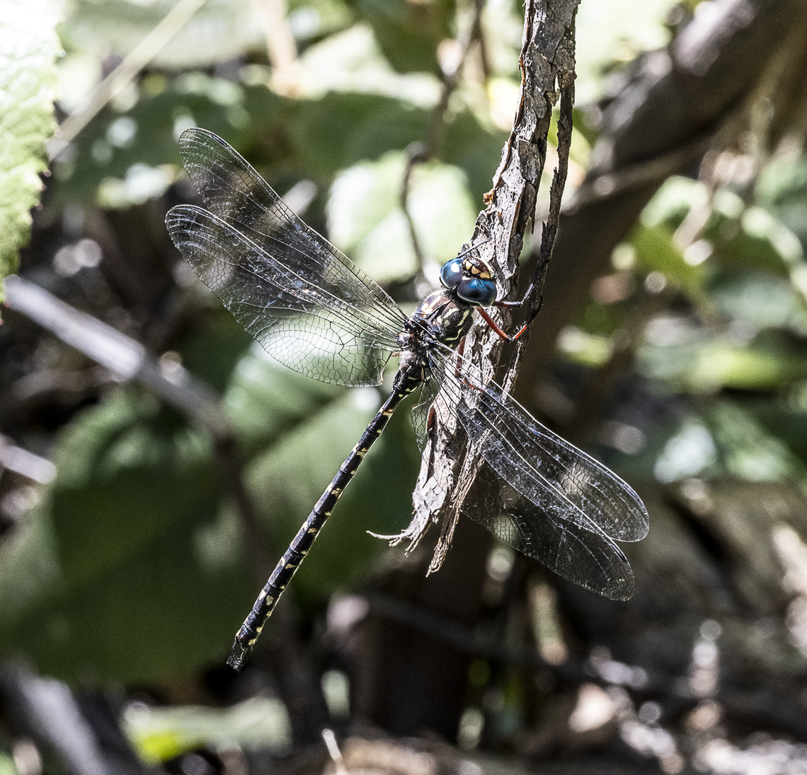 Dragonfly -  Austroaeschna multipunctata - Multi-spotted Darner  Australia,Austroaeschna multipunctata,Geotagged,Multi-spotted darner,Summer