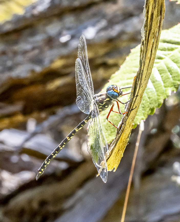 Austroaeschna multipunctata - Multi-spotted Darner  Australia,Austroaeschna multipunctata,Geotagged,Multi-spotted darner,Summer